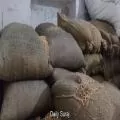 ਮੱਕੀ ਦੀ ਵਧੀ ਮੰਗ ਨਾਲ ਪੋਲਟਰੀ ਫੀਡ ਮਹਿੰਗੀ