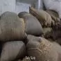 ਮੱਕੀ ਦੀ ਵਧੀ ਮੰਗ ਨਾਲ ਪੋਲਟਰੀ ਫੀਡ ਮਹਿੰਗੀ