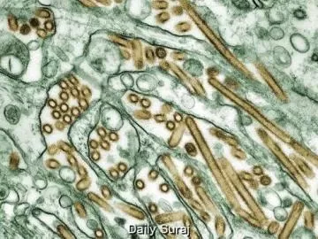 ਆਸਟ੍ਰੇਲੀਆ ਵਿੱਚ ਘਾਤਕ H5N1 ਸਟ੍ਰੇਨ ਦੀ ਦਾਖਲਾਤ