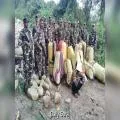 SSB and Arunachal Pradesh Police Seize Over 325 kg Cannabis; One Arrested