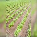 Potato Growers in Punjab Brace for Higher Costs After Sharp Potash Price Hike