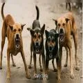 Residents Demand Action After Stray Dog Bites 15 People in Kapurthala Locality