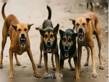 Residents Demand Action After Stray Dog Bites 15 People in Kapurthala Locality