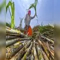 Ethanol Policy Shift: Oil Companies Seek 11 Billion Litres, Cut Incentive for Corn-Based Ethanol