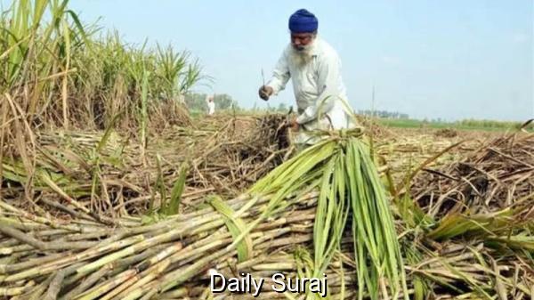 ਕੇਂਦਰੀ ਕੈਬਨਿਟ ਵੱਲੋਂ ਗੰਨੇ ਦੇ ਮੁੱਲ ’ਚ 4.41 ਫ਼ੀਸਦੀ ਵਾਧਾ