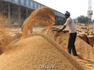 Punjab Cabinet Approves Custom Milling Policy to Ease Paddy Storage Crisis