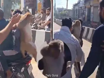 ₹51,000 Reward Monkey Captured in Haryana, Viral Video Sparks Animal Cruelty Row