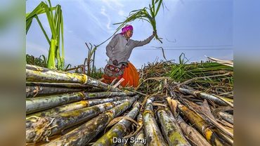 Ethanol Policy Shift: Oil Companies Seek 11 Billion Litres, Cut Incentive for Corn-Based Ethanol